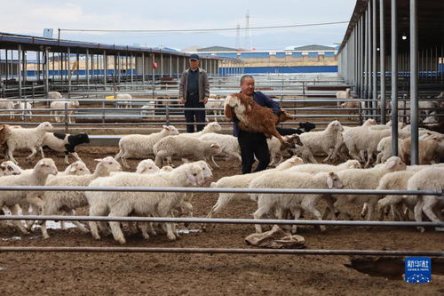 甘肃古浪 已建成万只羊场15个千只羊场近500个