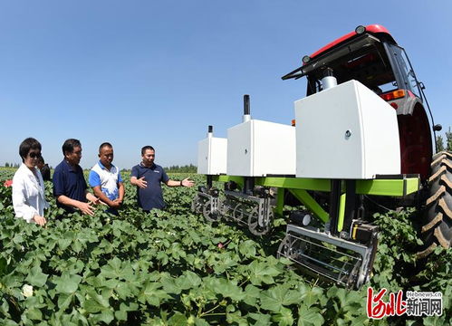 为人工30倍 河北首次采用智能机械化技术为棉花打顶